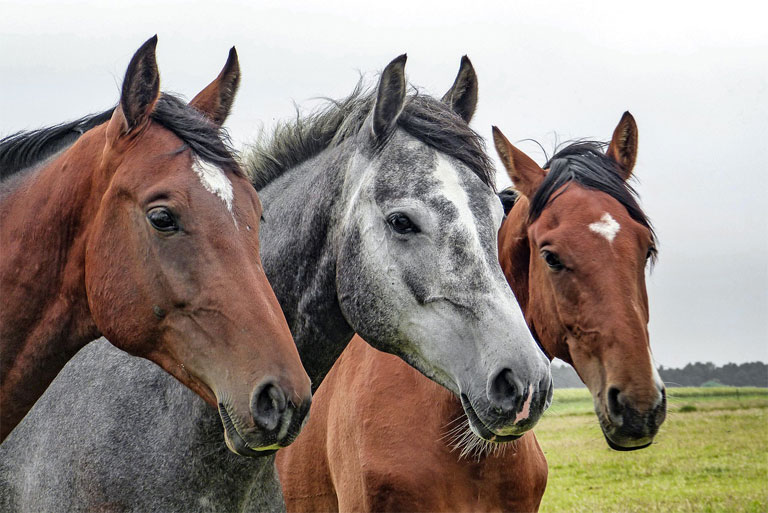 trzy konie